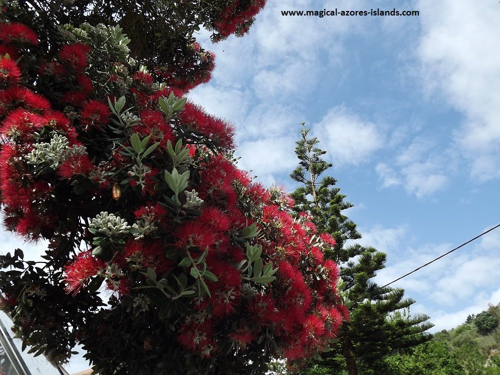 Caloura, Sao Miguel, Azores. A pretty fishing port and village on the south coast.

These flowers bloomed on a tree in May 2016

Picture taken in 2016