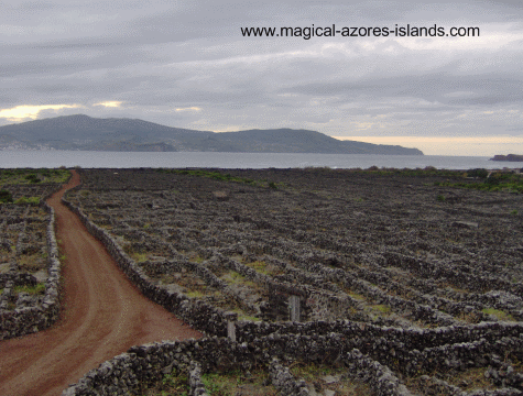  Pico Azores Vineyards