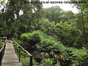 An Azores Hike in Faial da Terra