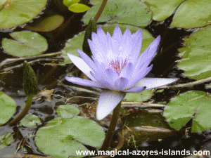 A lily at Terra Nostra Park