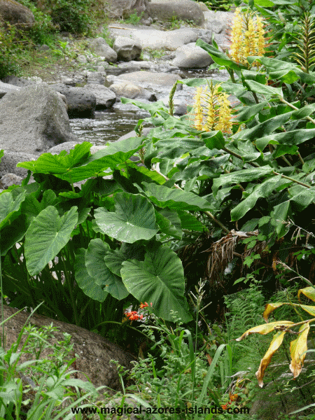 Faial da Terra