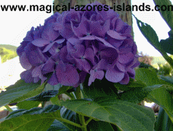 Sete Cidades Hydrangea