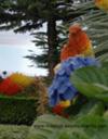 yellow and orange azores flowers